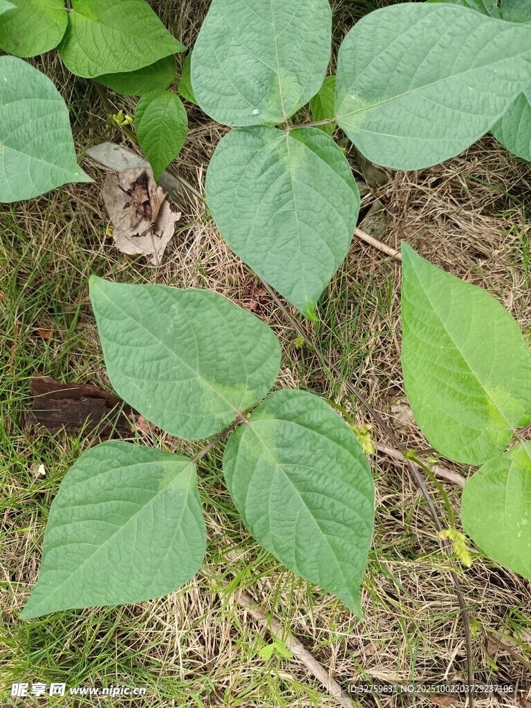 地面上的嫩綠植物葉片