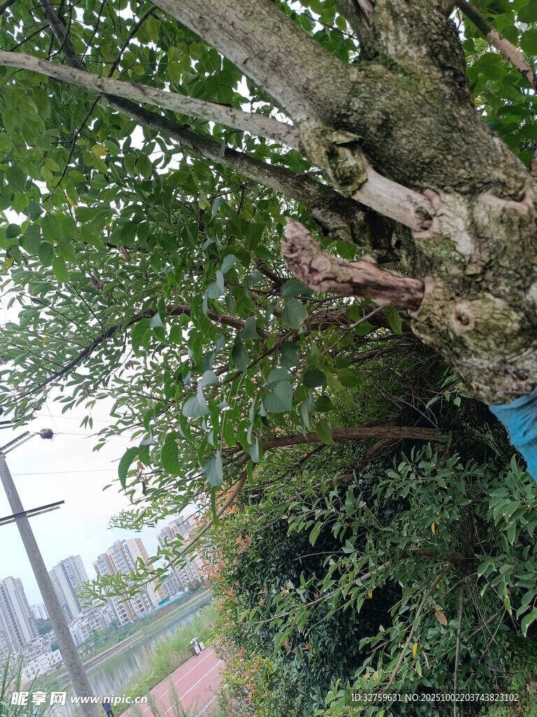 繁茂綠樹(shù)與周邊景致