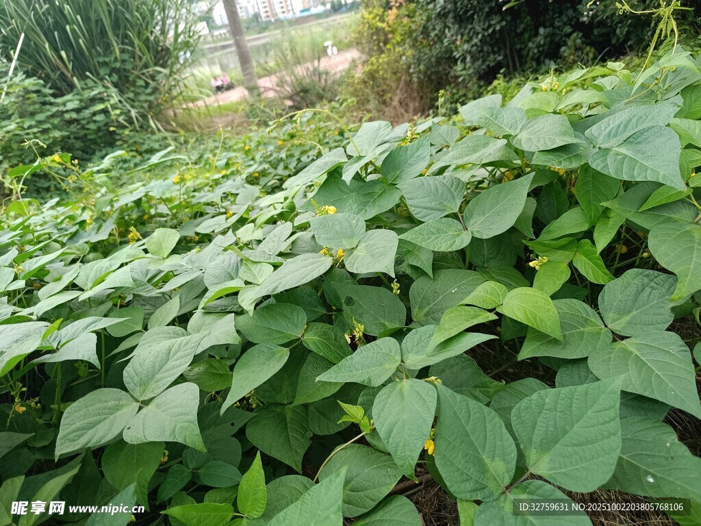綠葉繁茂的農(nóng)田景象