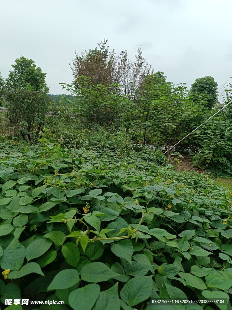 綠意盎然的田園植物景觀