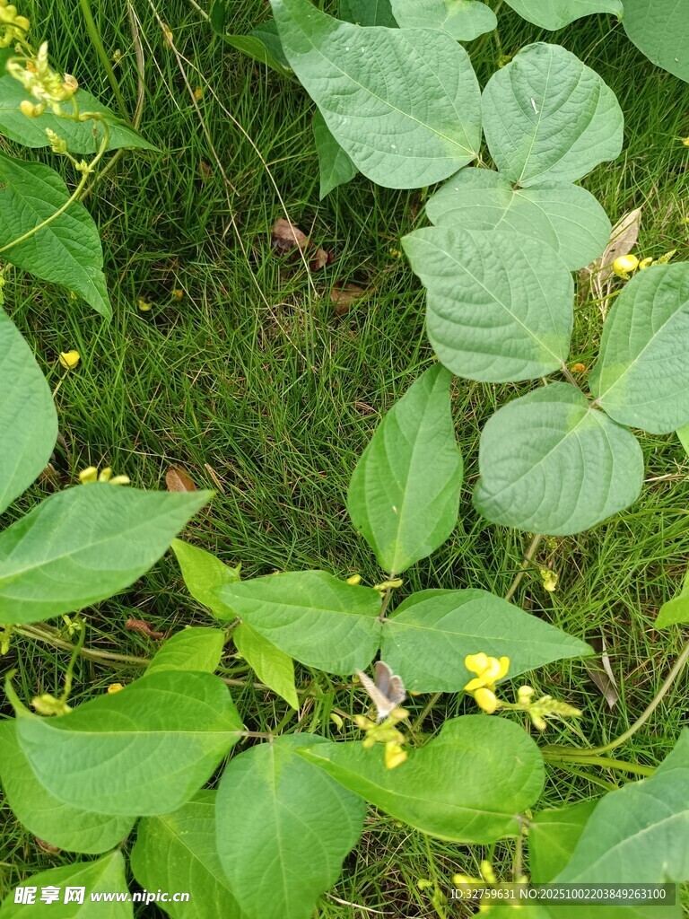 綠葉叢中的黃色小花
