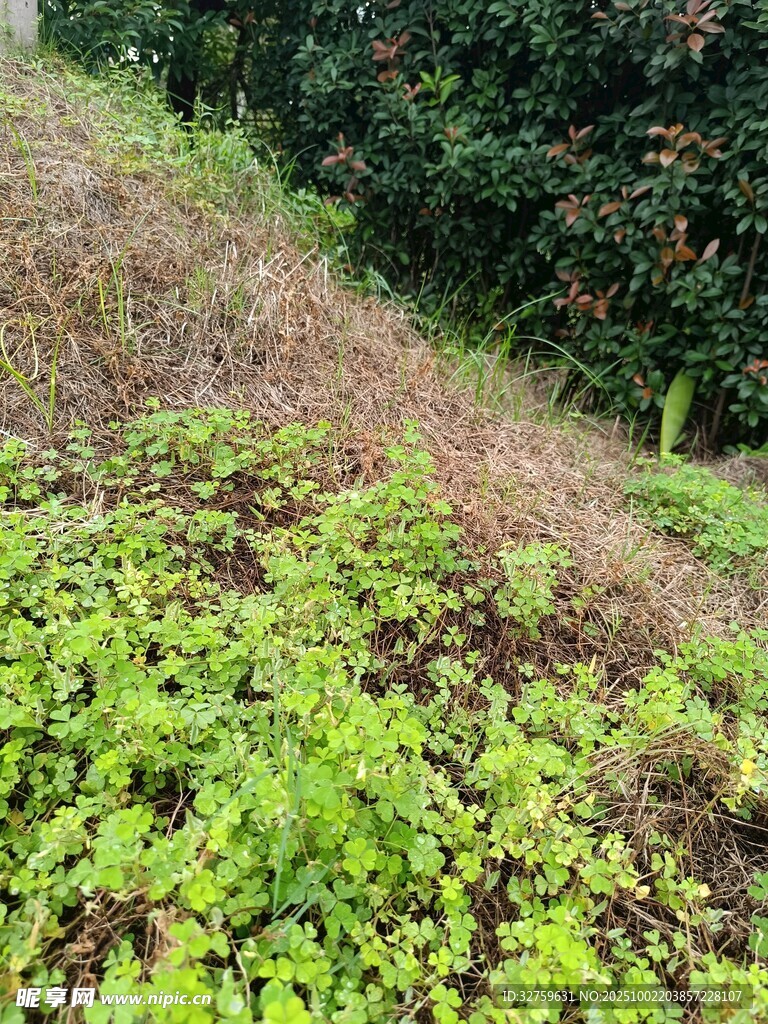 山坡上的翠綠植物