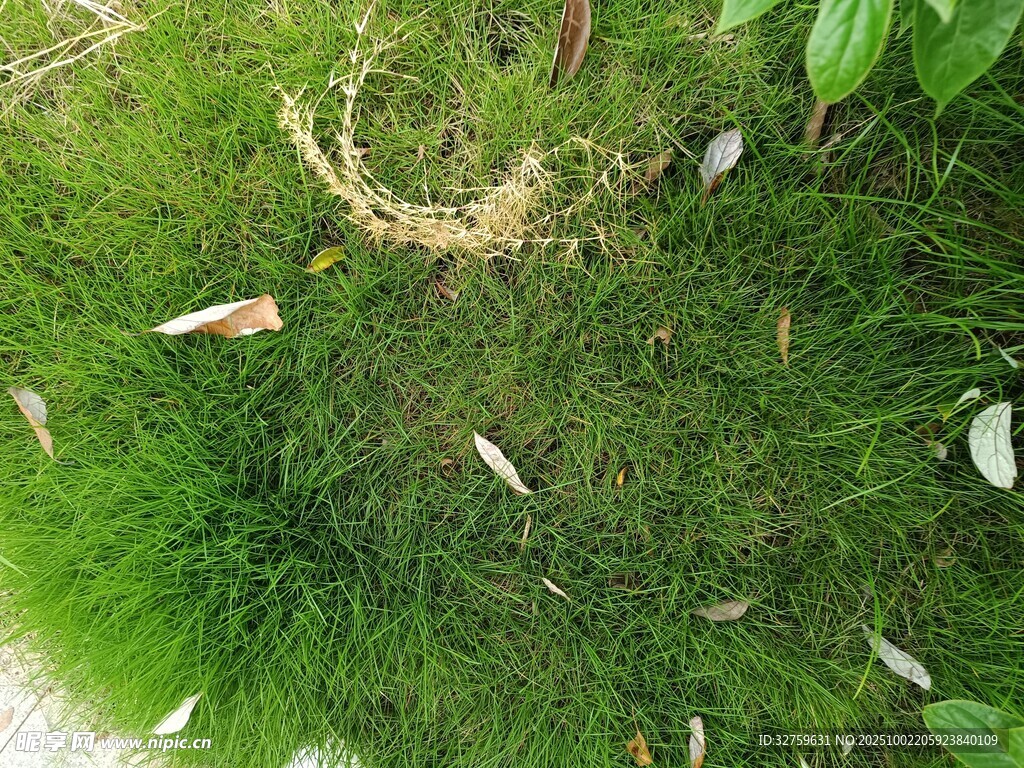 草地中的綠植與散落枯葉
