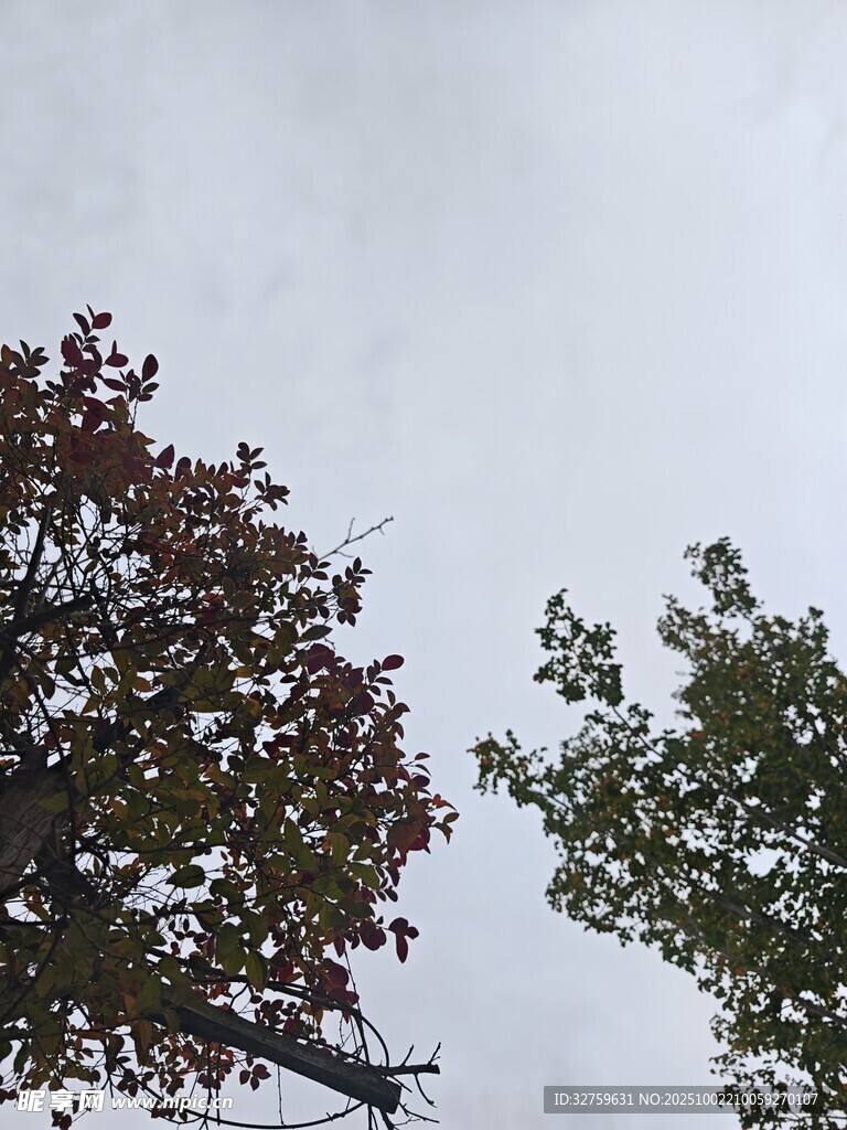 秋日樹梢與灰白天空
