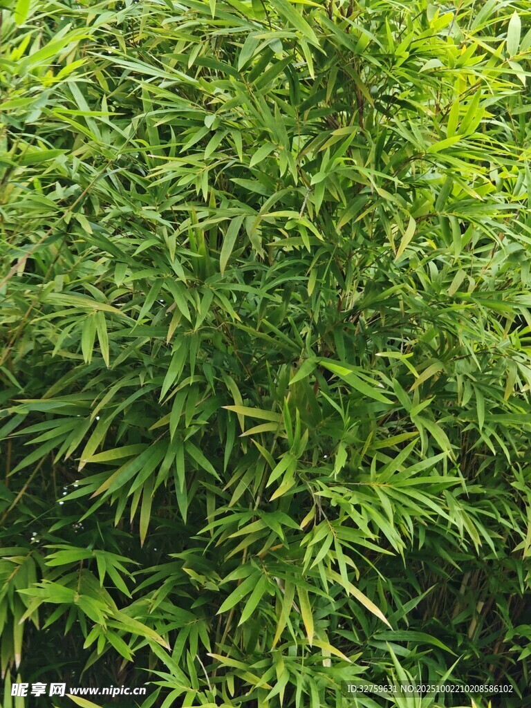 翠綠竹林景致