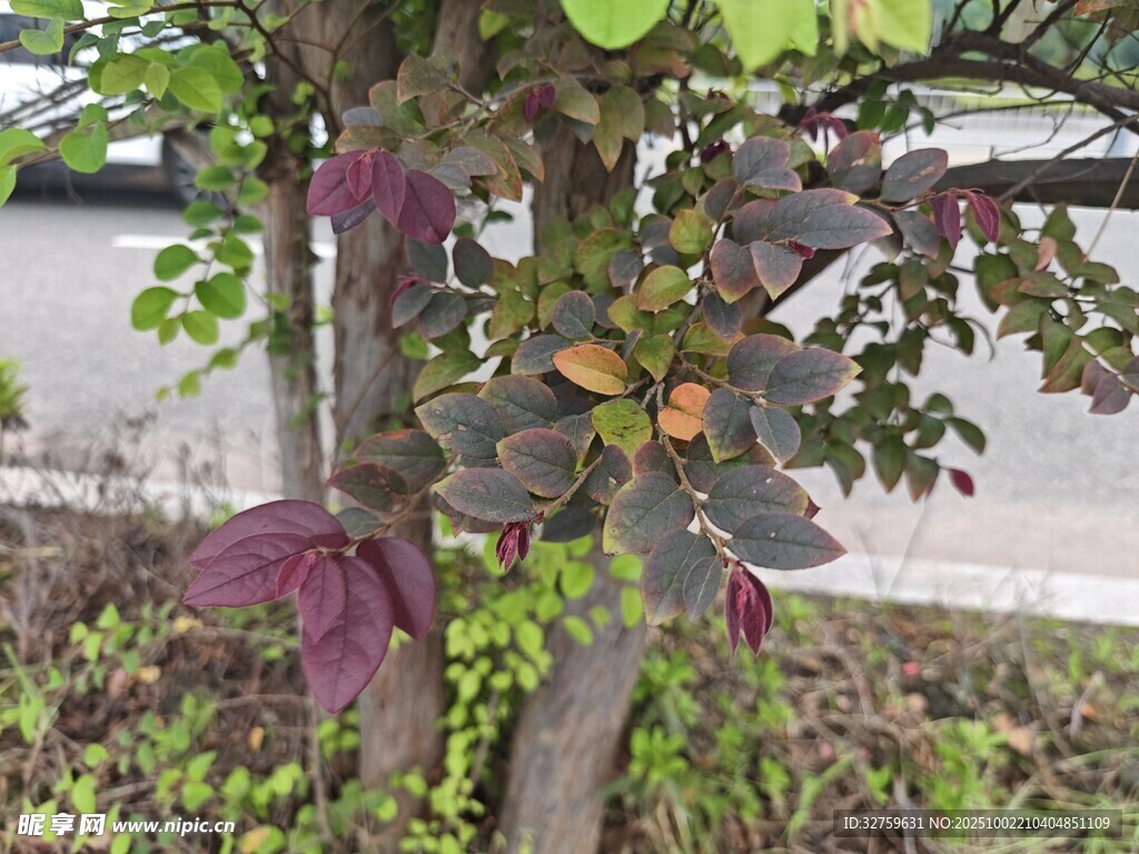 樹上掛著的多彩鞋子
