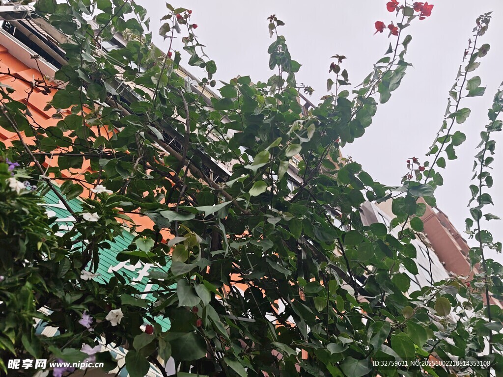 繁茂綠植裝點(diǎn)庭院一角