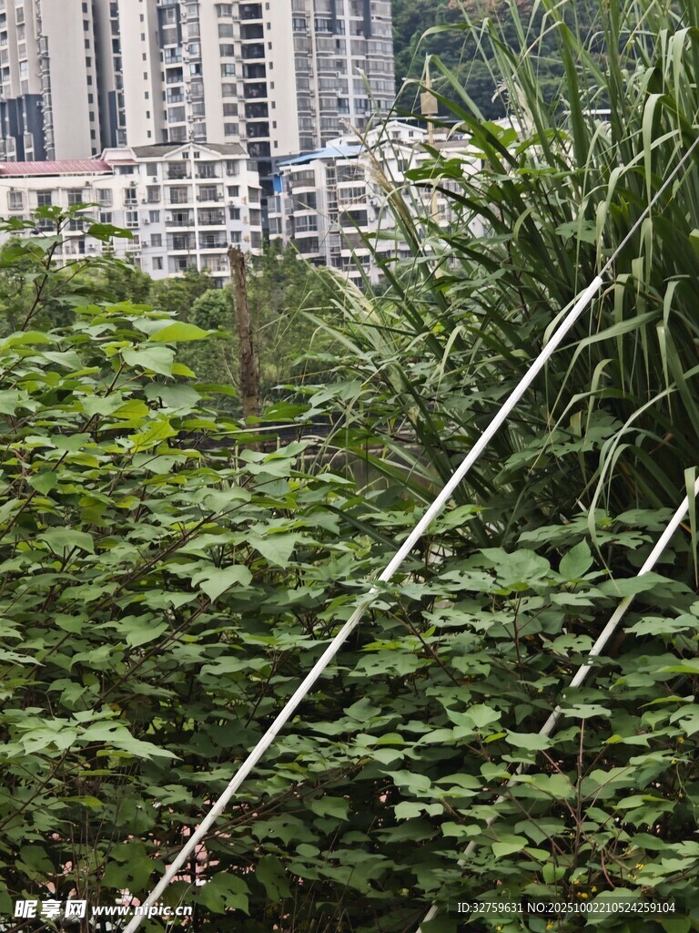 城市中繁茂的綠色植物