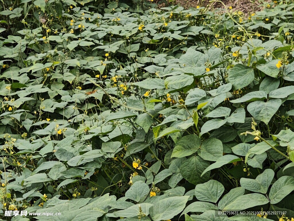 繁茂的綠色植物景觀