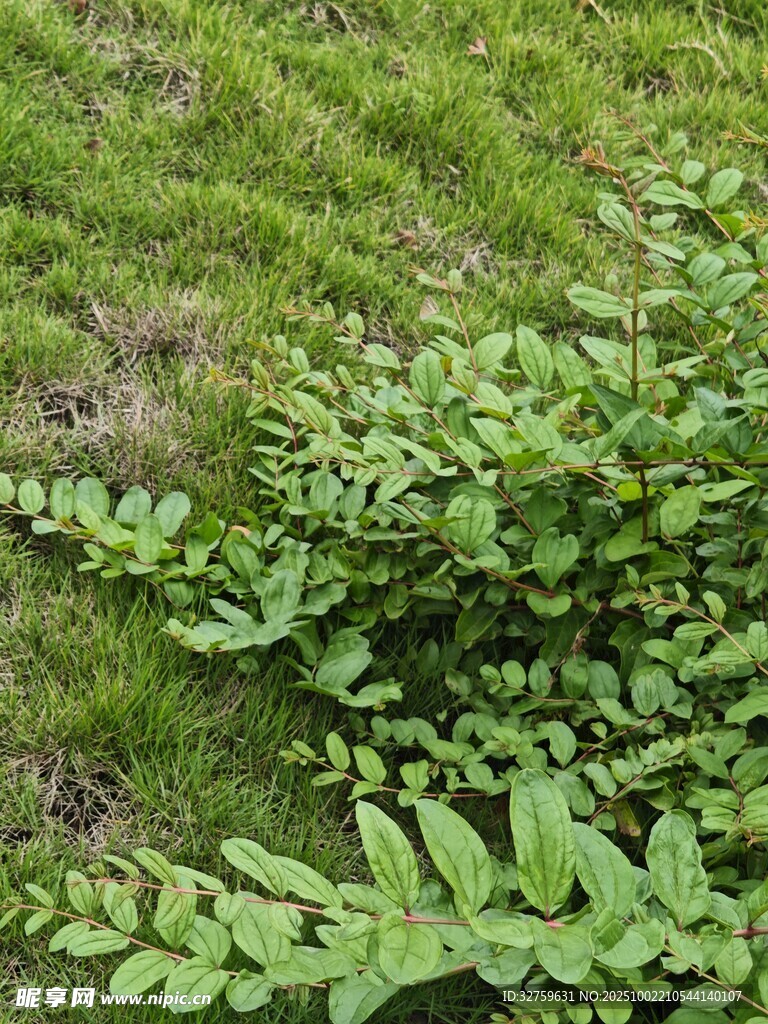 翠綠草地中的繁茂植物