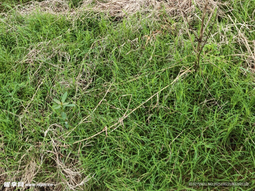 翠綠繁茂的草地景象