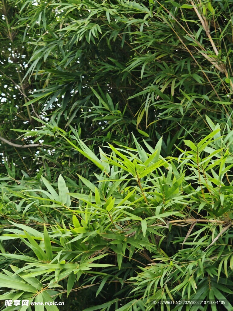 翠綠竹林 