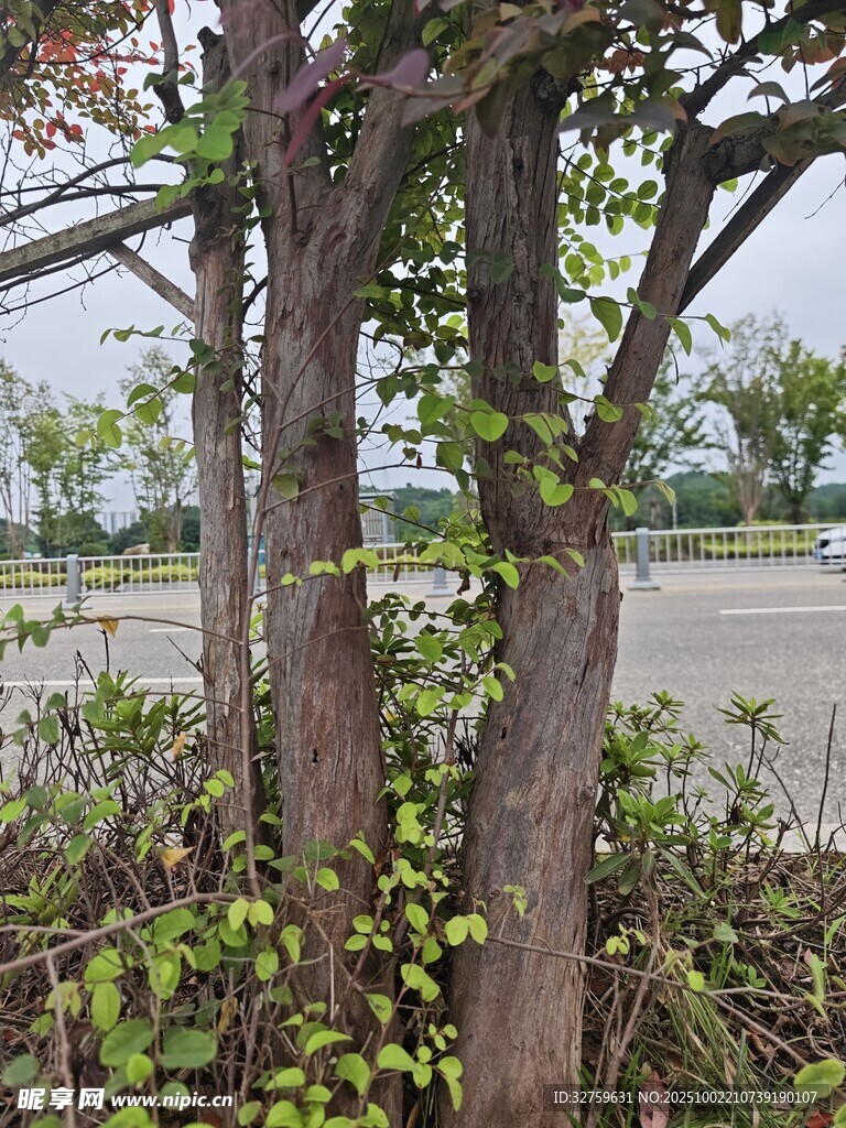 路邊樹木與攀緣植物景觀