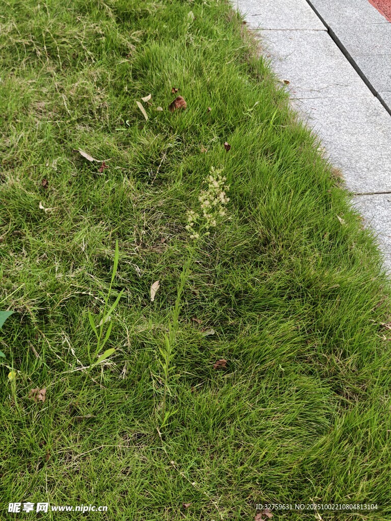 路邊嫩綠草地特寫