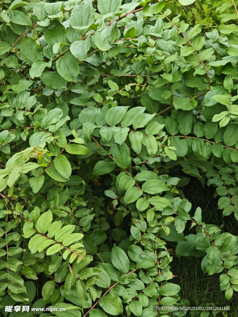 翠綠繁茂的羽狀復(fù)葉植物