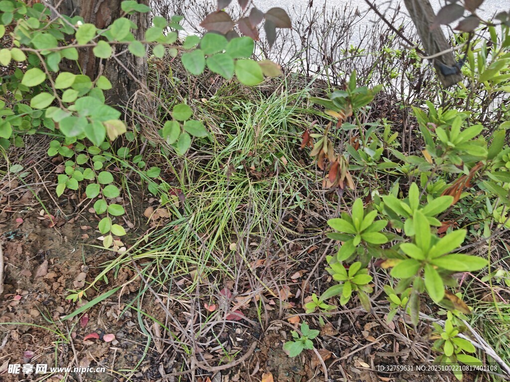 野外繁茂的綠色植物群落