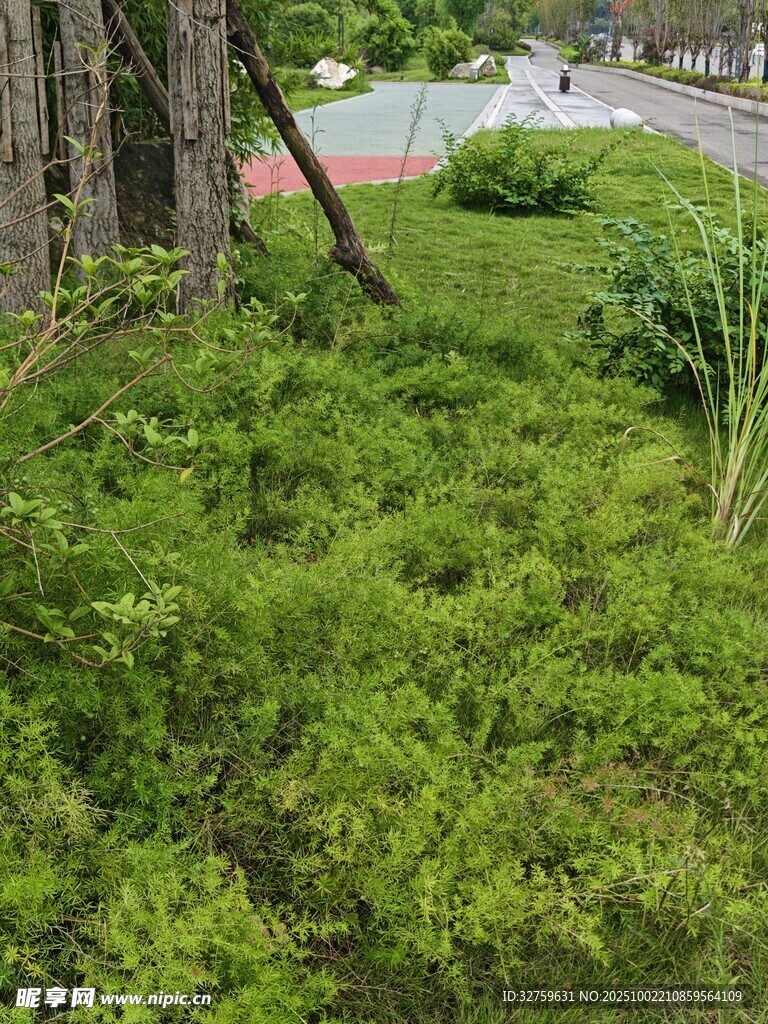 綠意盎然的城市綠植景觀