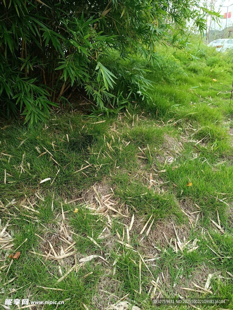 草地旁的綠植景觀
