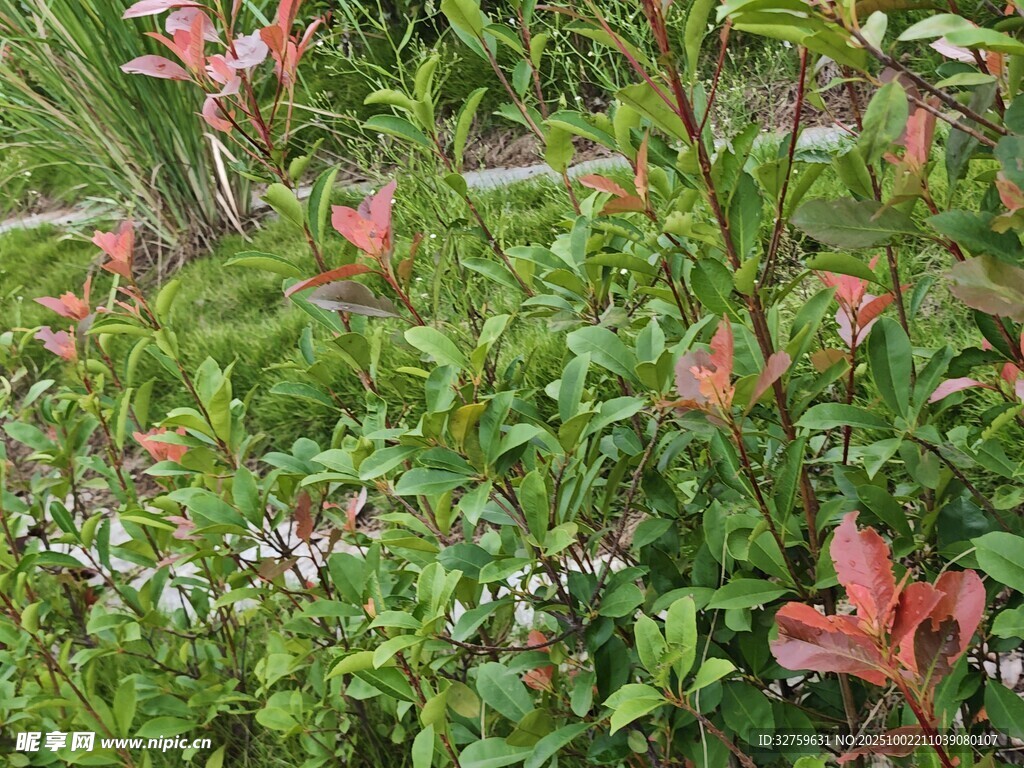 多彩花卉綠植景觀