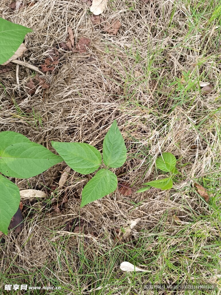 地面上的嫩綠植物