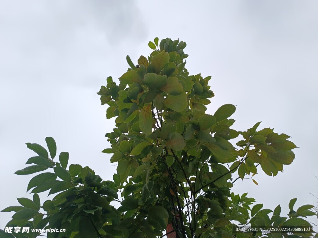 綠葉繁茂的樹梢