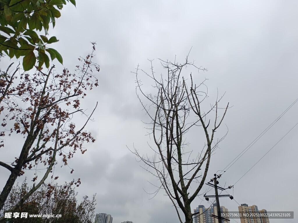 陰天中光禿樹木與繁花