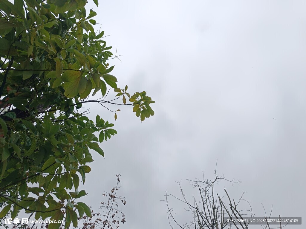 樹(shù)梢之上的灰白天空