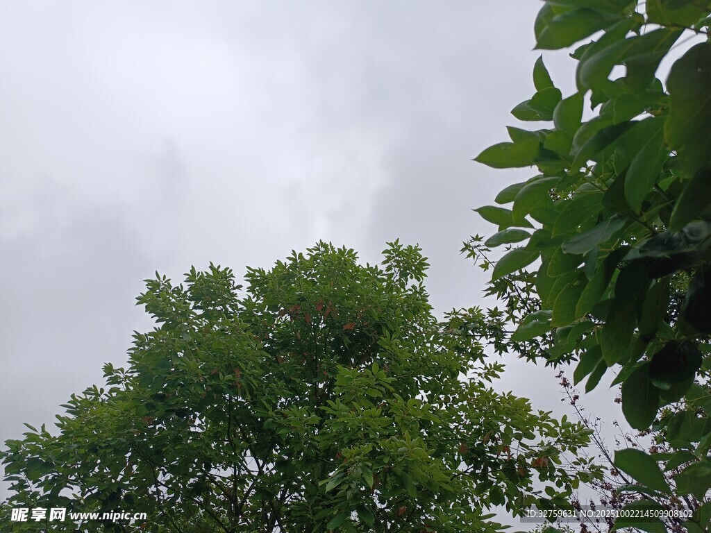 綠樹(shù)映灰天的自然景致