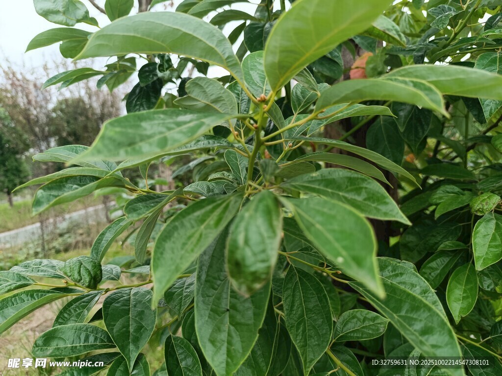 綠葉繁茂的植物