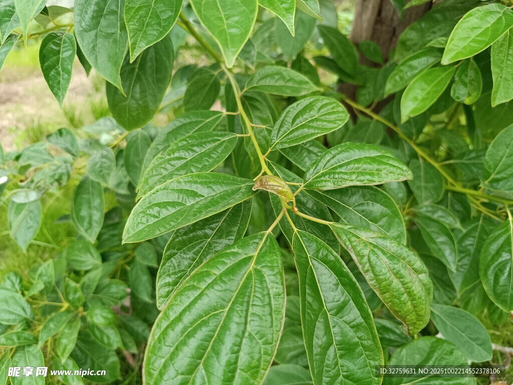 翠綠藤蔓植物特寫