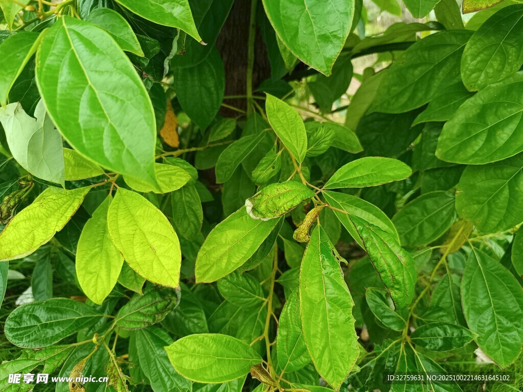 翠綠繁茂的樹葉