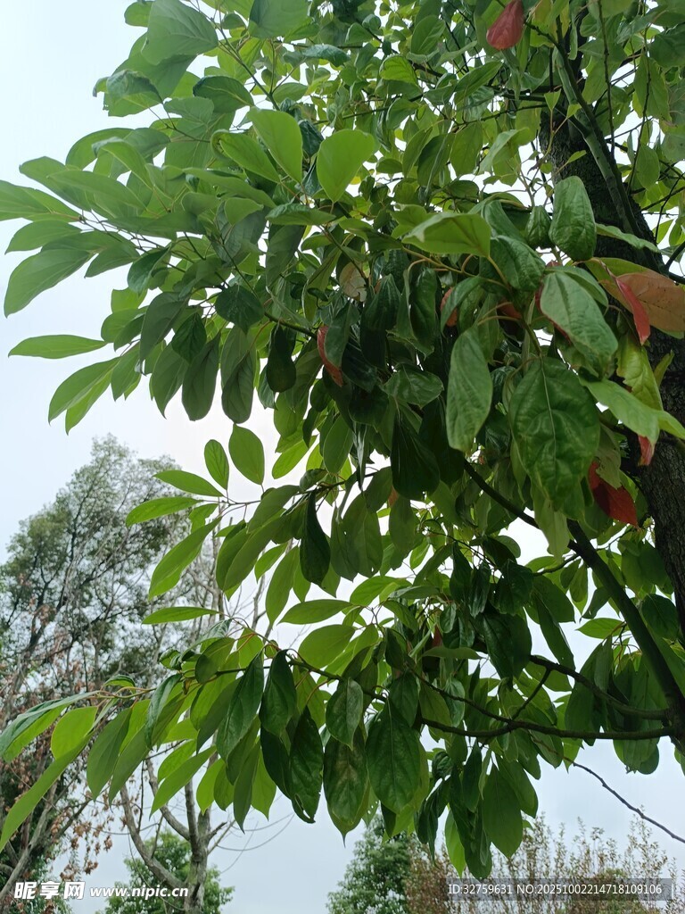 枝頭繁茂的綠葉與果實