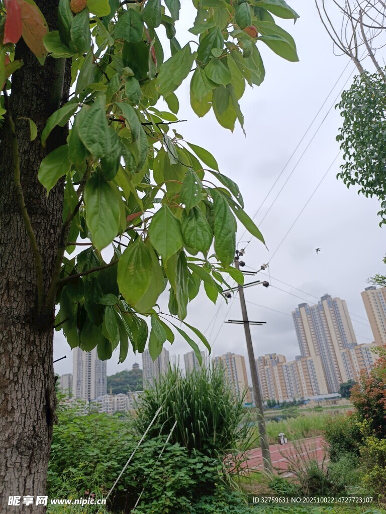 城市中蔥郁樹木與高樓景觀