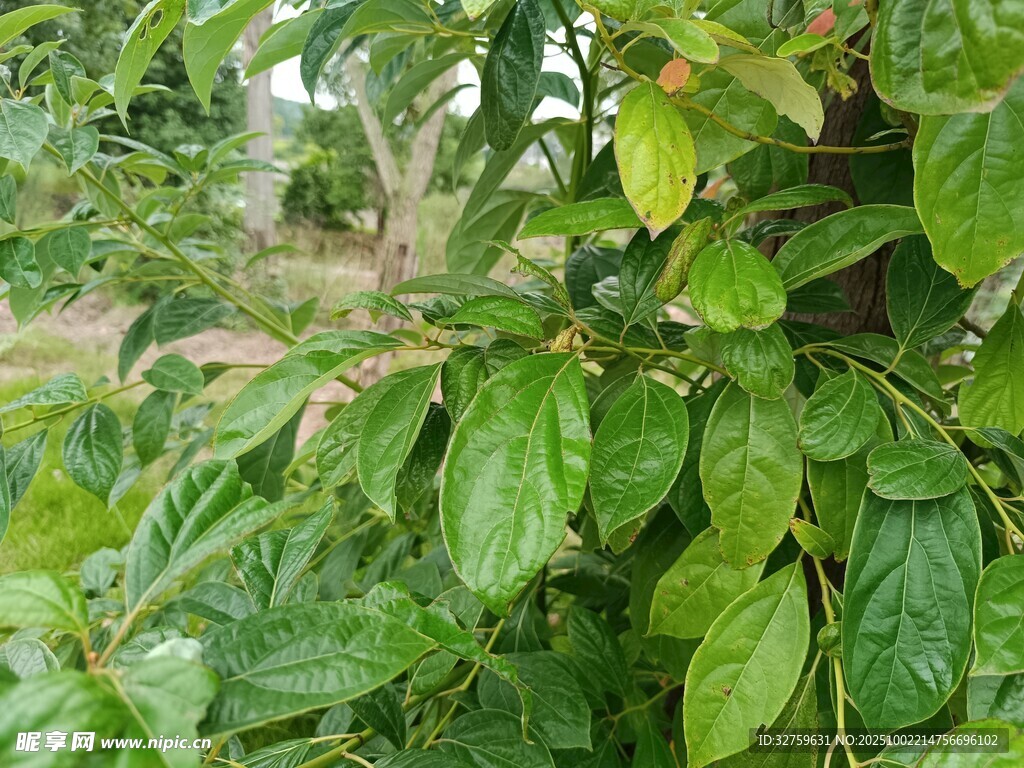 繁茂的綠色植物葉片