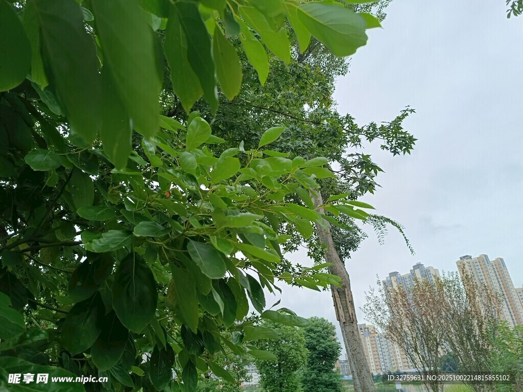 綠葉掩映下的城市景致