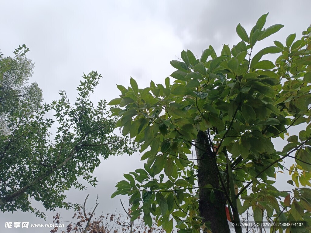雨中蔥郁樹木