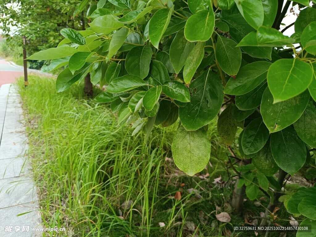 路邊蔥郁綠植景觀