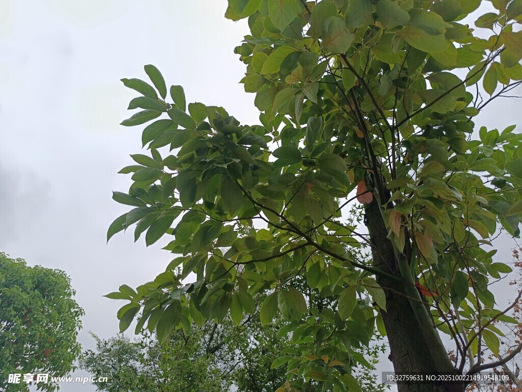雨中蔥郁綠樹