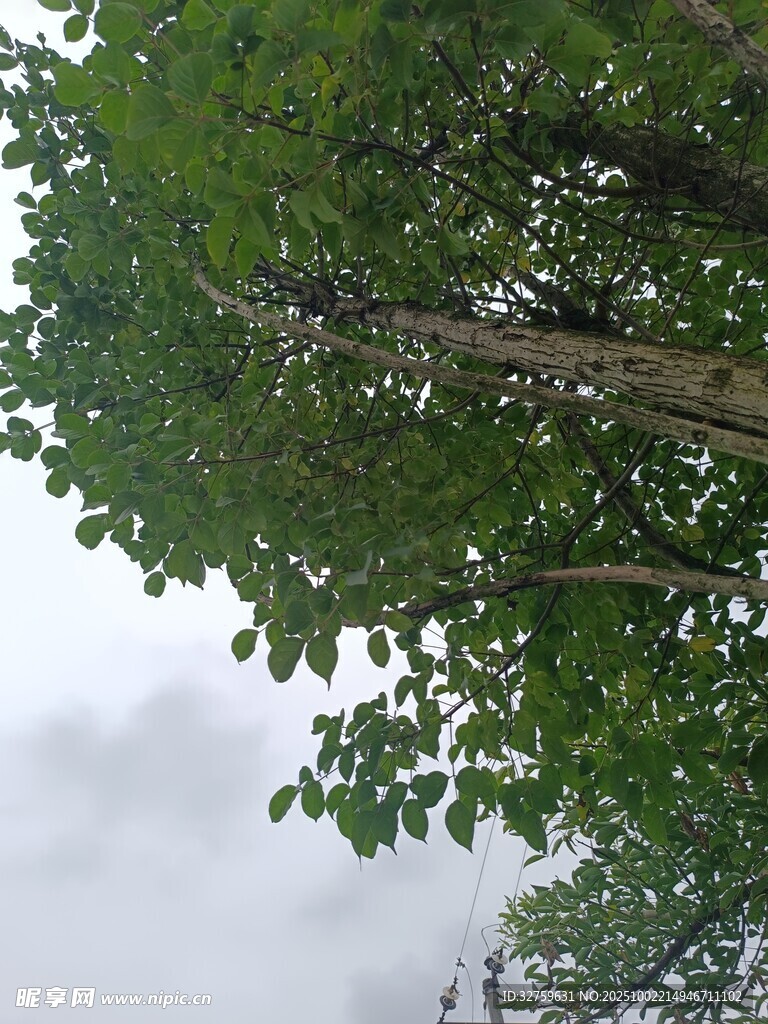 綠葉繁茂的樹(shù)冠景象