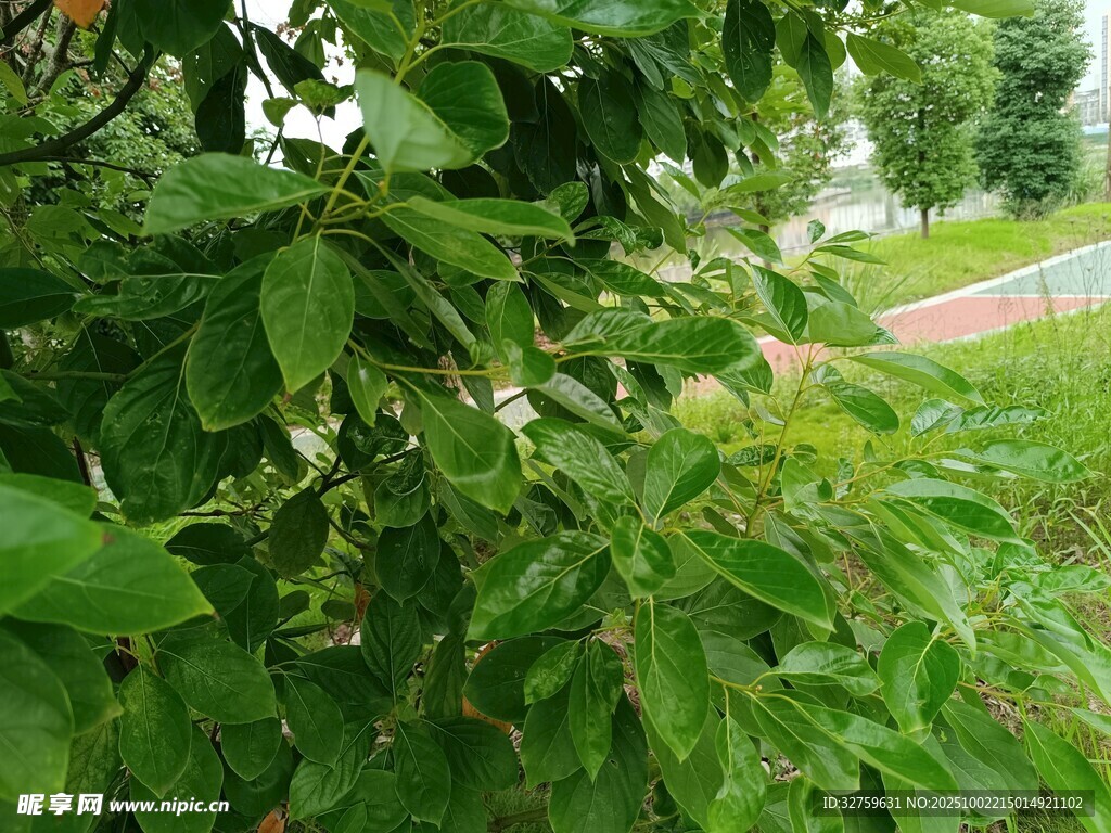 綠葉繁茂的自然景象
