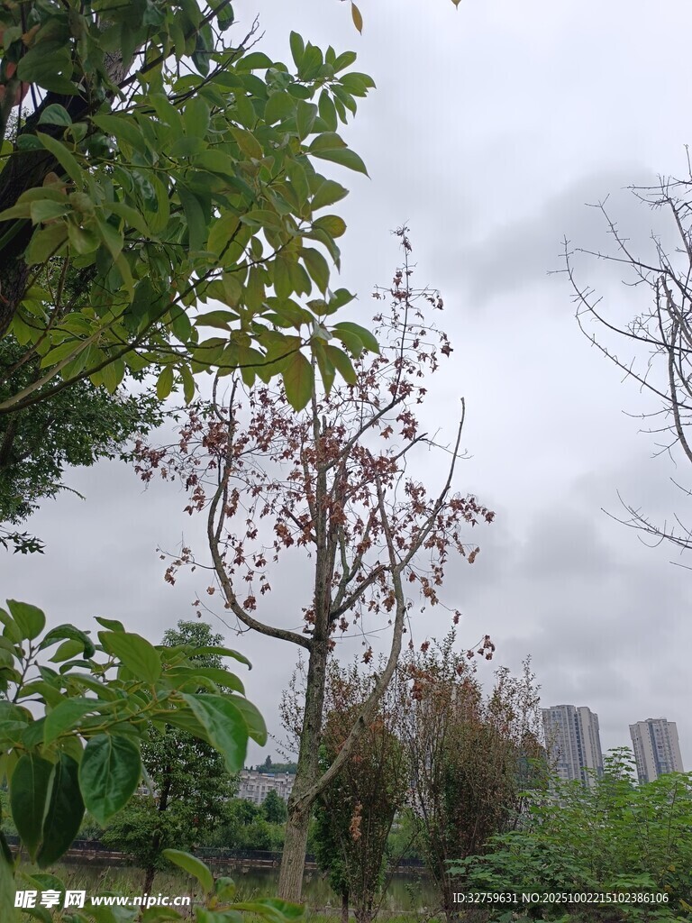 陰天中的樹木與綠植景觀