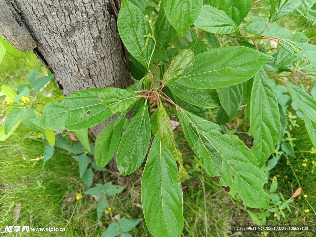 樹干旁生長的綠葉植物