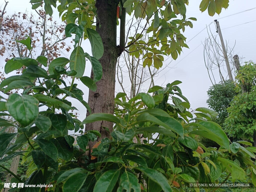 繁茂綠植中的挺拔樹木