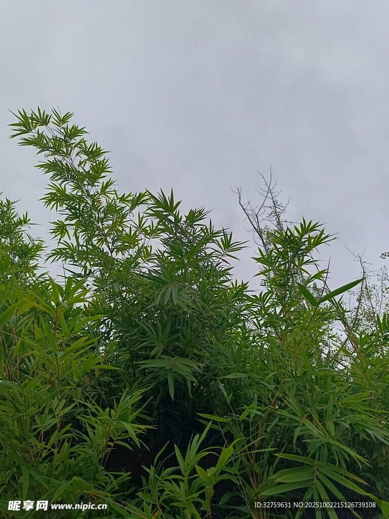 翠綠竹林  