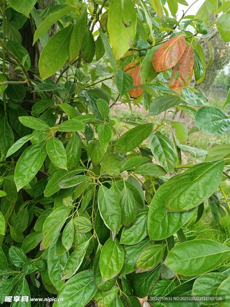 綠葉叢中的橙色果實