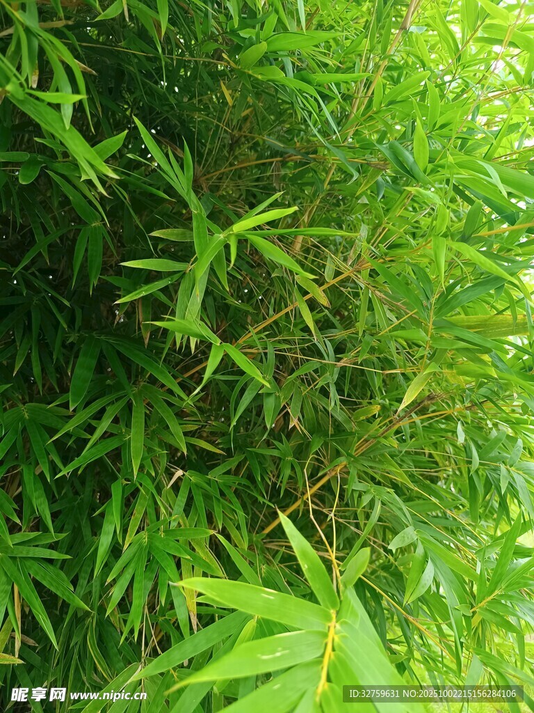 翠綠竹林特寫