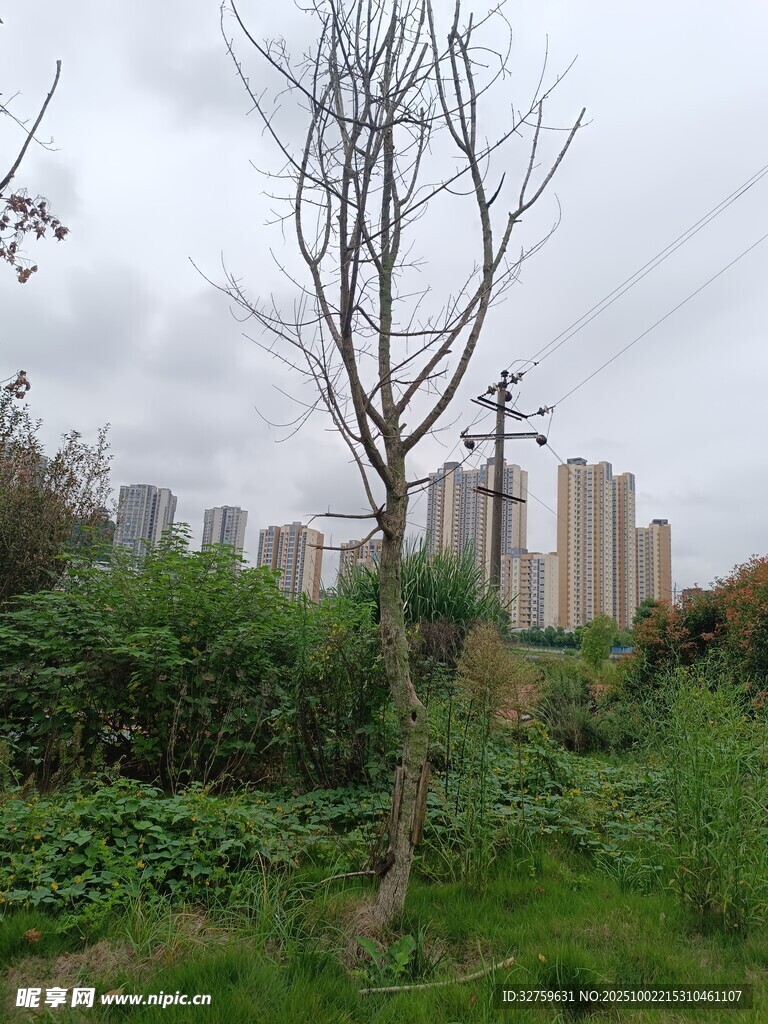 城市邊的綠植與光禿樹木