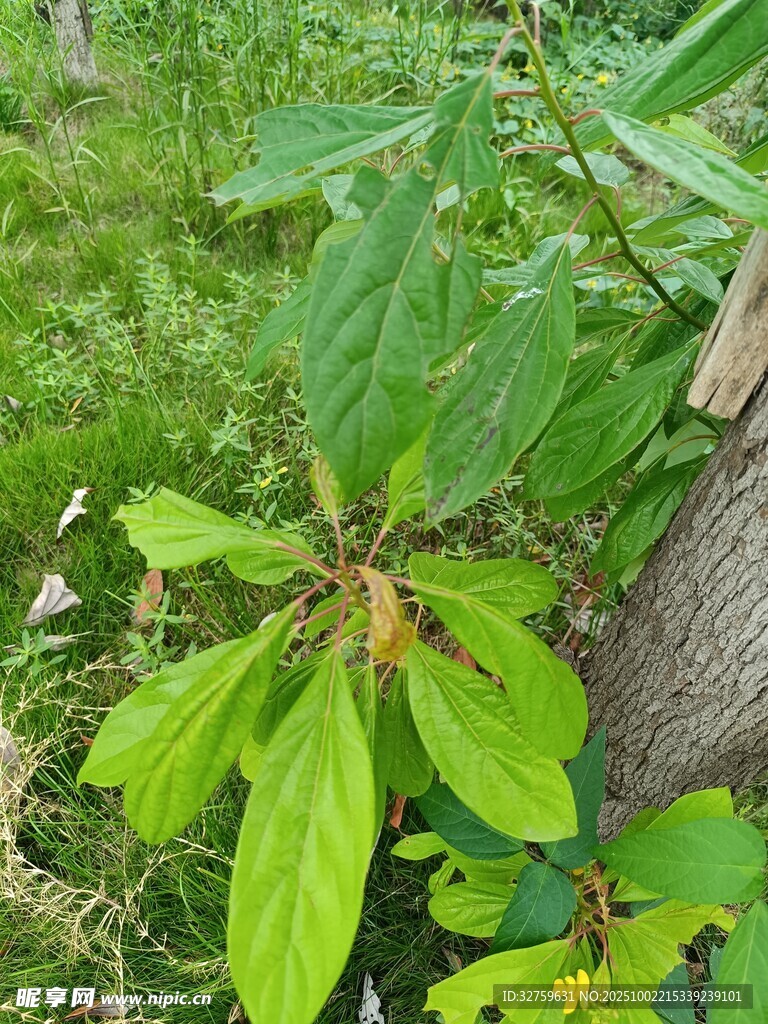 綠葉植物靠樹干生長