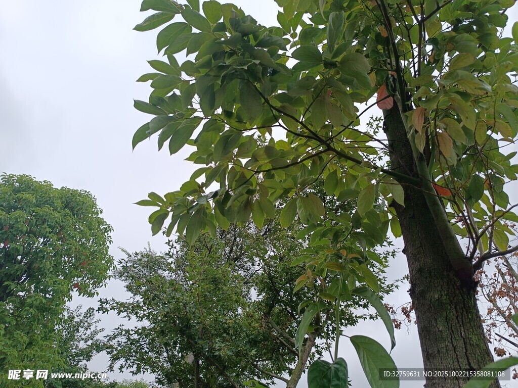 高大樹木枝葉繁茂景象