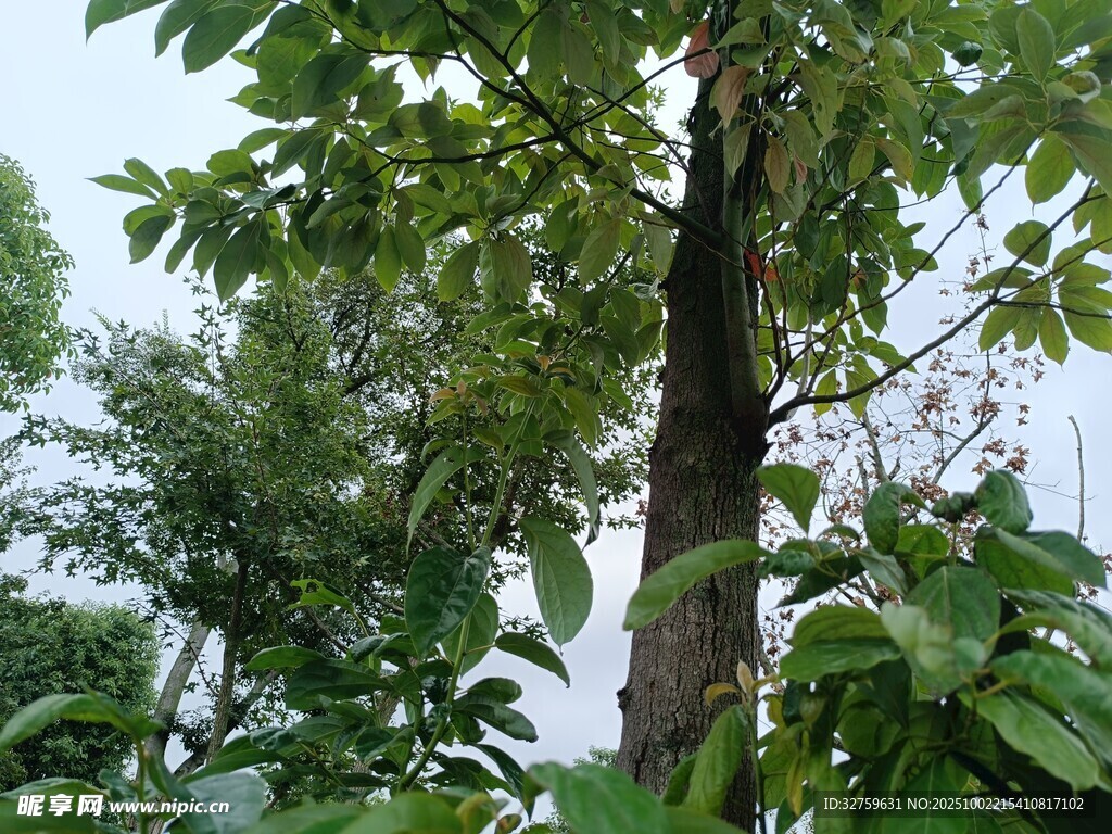 繁茂大樹與周圍綠植景觀